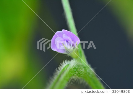 大豆花 照片素材 圖片 圖庫