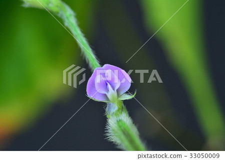 大豆花 照片素材 圖片 圖庫