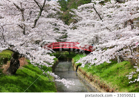 Suizogaoka Park（Sukagawa City）的櫻花 33050021