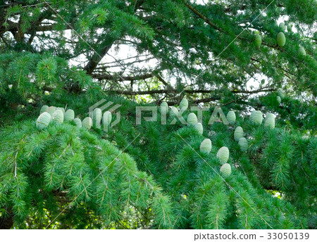 Himalayan cedar fruit Himalayan cedar 33050139
