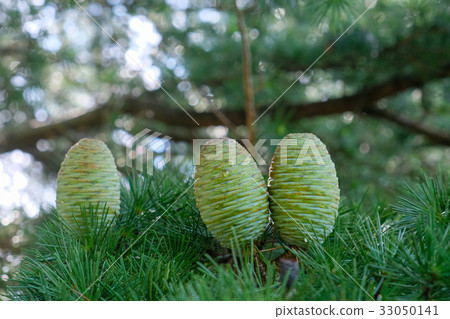 Himalayan cedar fruit Himalayan cedar 33050141