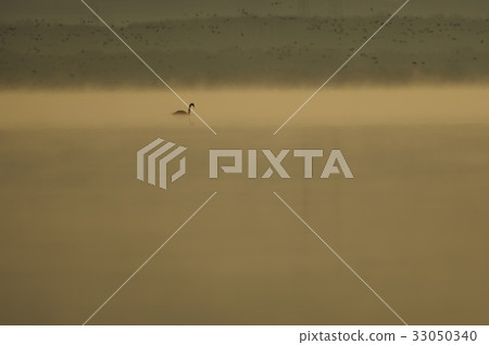 Swan in the morning sun of Lake Utonai, Hokkaido Swan in the morning sun of Lake Utonai, Hokkaido 33050340