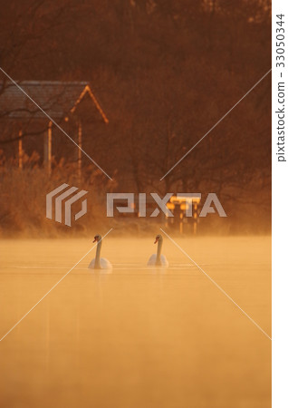 Swan in the morning sun of Lake Utonai, Hokkaido Swan in the morning sun of Lake Utonai, Hokkaido 33050344