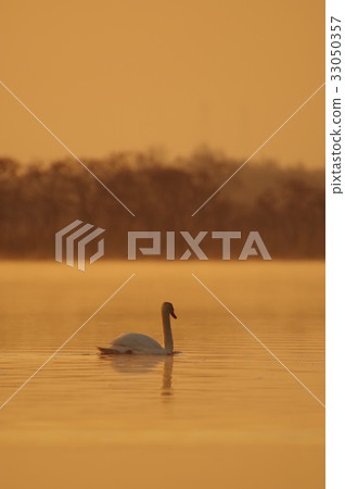 Swan in the morning sun of Lake Utonai, Hokkaido 33050357
