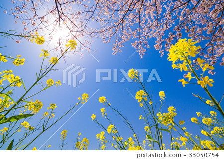 Spring full bloom  33050754