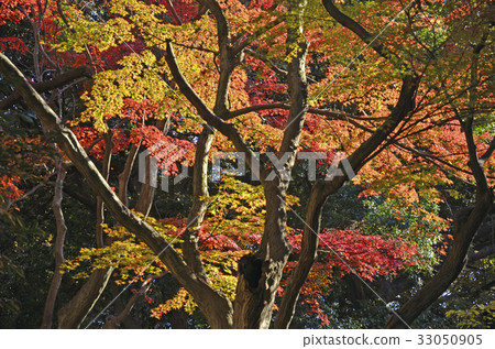 Nogeyama公園秋天風景 Nogeyama公園秋天風景 33050905