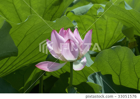 Lotus flowered in front of large leaf of lotus Lotus flowered in front of large leaf of lotus 33051576