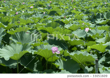 蓮花在池塘的整個區域開花 33051609