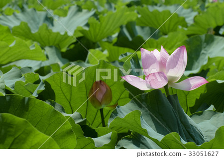 一朵蓮花和一朵玫瑰，終於在葉子的海面上露出了一張臉 33051627