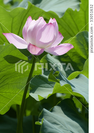 蓮花在大葉子上開花 33051632