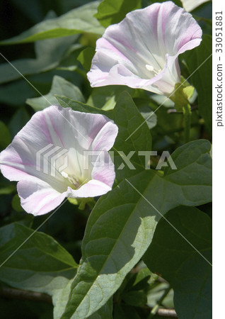 A light pink and star-shaped white pattern A light pink and star-shaped white pattern 33051881