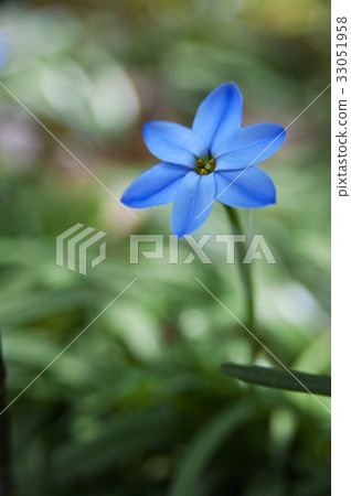 藍色的花 藍色的花 33051958