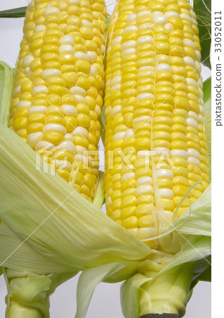 被剝皮的成熟甜玉米 33052011