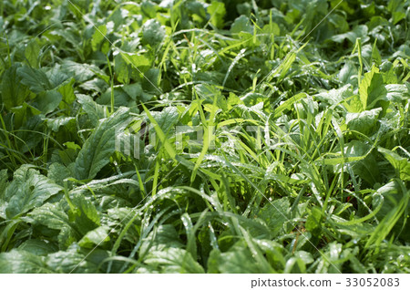 在早晨露水發光的公園的草 33052083