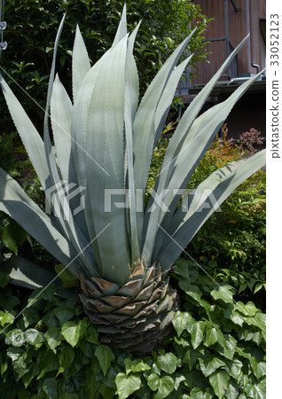 巨大的龍舌種植在花園裡 33052123