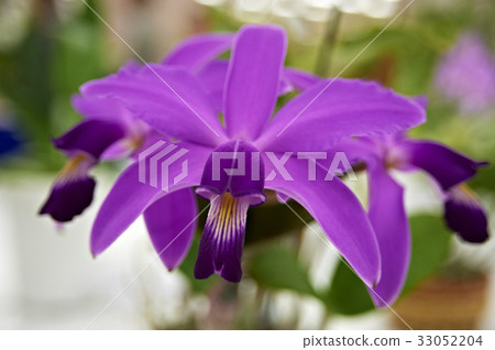 Dark Pink Cattleya Flower 33052204