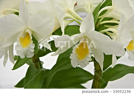 與白色瓣的橙色蘭花花心臟 33052236