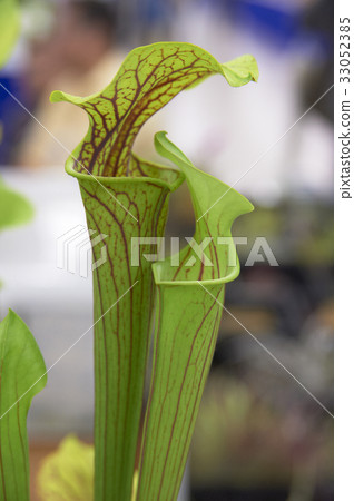 綠色喇叭形狀的植物 33052385