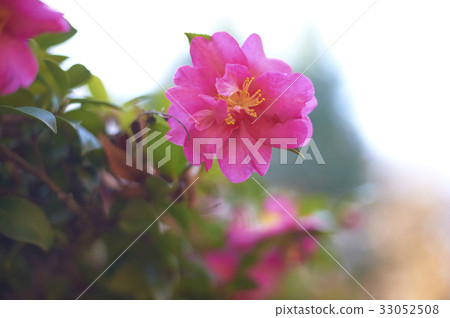 深粉紅色的sasanqua一個輪子 33052508