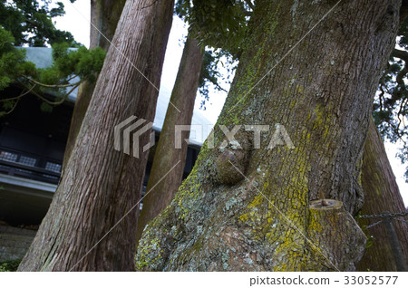Sankonsugi and Zen old wood from Kiyosenji Temple Sankonsugi and Zen old wood from Kiyosenji Temple 33052577