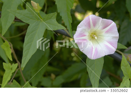 A light pink and star-shaped white pattern A light pink and star-shaped white pattern 33052602