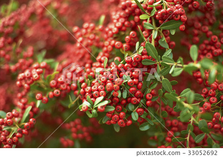 Pyracanthus that turned red and fruity 33052692