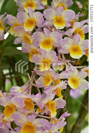 Pink and orange rosette florets orchid Pink and orange rosette florets orchid 33052751