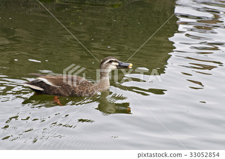 Duck swimming in the pond Duck swimming in the pond 33052854