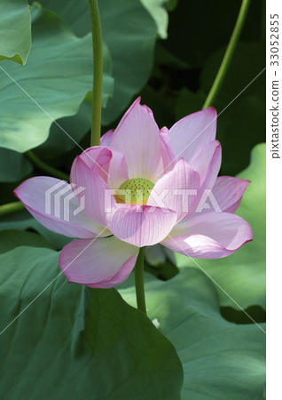 Lotus flower which flowered wonderfully 33052855
