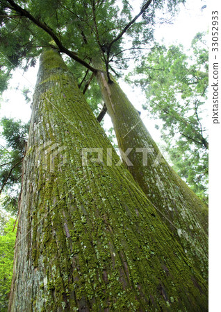 A big tree in Ise shrine 33052933