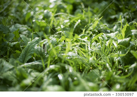 The grass in the park where morning dew shines 33053097