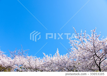 在藍天的櫻花 在藍天的櫻花 33053105
