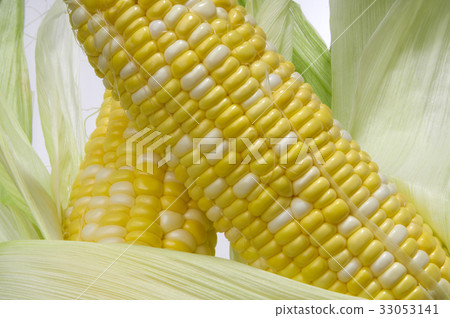 被剝皮的成熟甜玉米 33053141