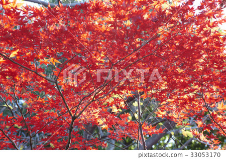 楓樹的一個分支染成紅色 33053170