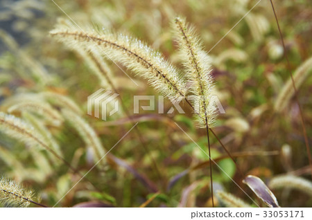 Nekojarashi的社區升級 Nekojarashi的社區升級 33053171