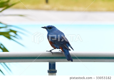 Red-eyed chicks feeding on veranda handrails 33053182