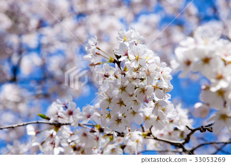 櫻桃樹 櫻桃樹 33053269