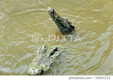 鱷魚 33053272
