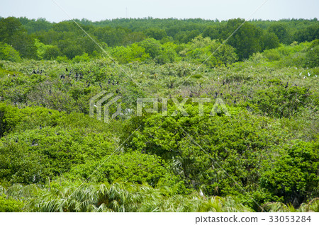 Bird of paradise 33053284