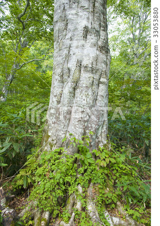 Hira Plateau of Kaya Hira Plateau of Kaya 33053880