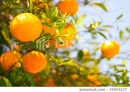 夏天桔子在藍天下 夏天桔子在藍天下 33054227