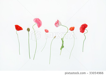 poppy flowers poppy flowers 33054966