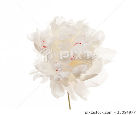 peony flower 33054977