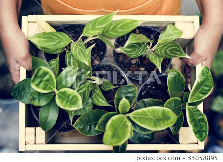 People holding wooden container with houseplant inside People holding wooden container with houseplant inside 33058895