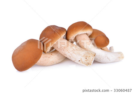 Yanagi-matsutake mushroom on white background Yanagi-matsutake mushroom on white background 33060487