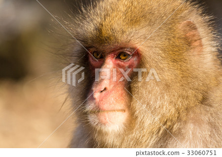 Monkey 33060751