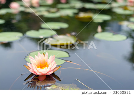 Lotus flower plants Lotus flower plants 33060851