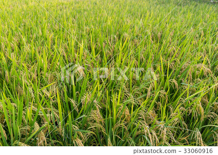 Paddy Rice field Paddy Rice field 33060916