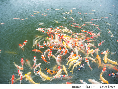 Koi fish in the pond Koi fish in the pond 33061206