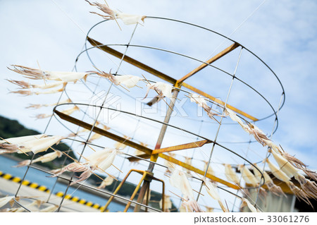 Squid drying on stand Squid drying on stand 33061276